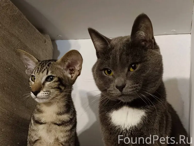 Здравствуйте! Пропал серый тол...