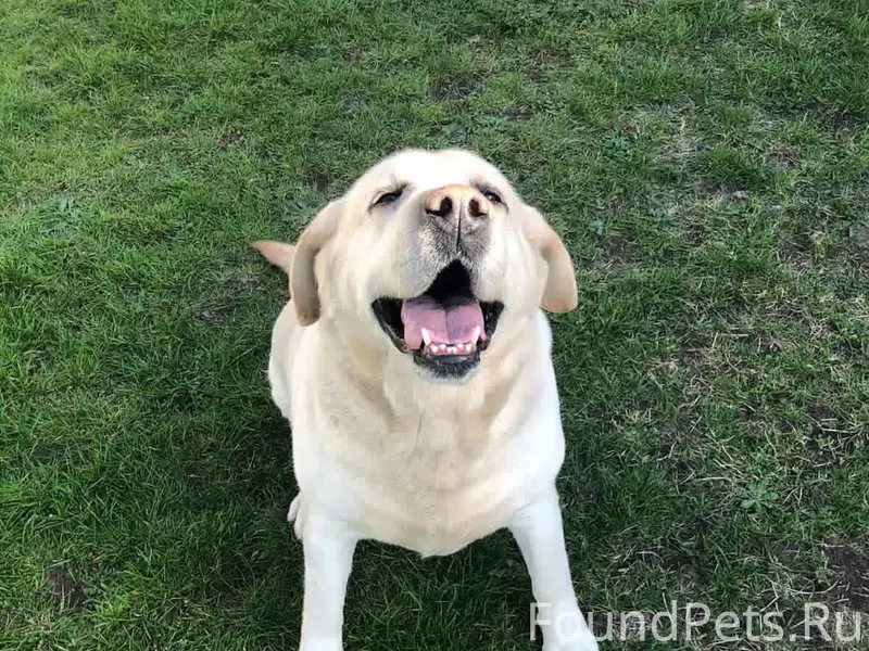 Брест, район Плоска! ПРОПАЛА С...