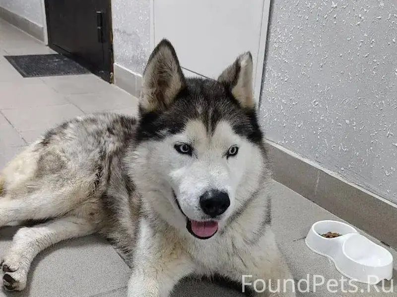 НОВОРОССИЙСК Потерялась собака...