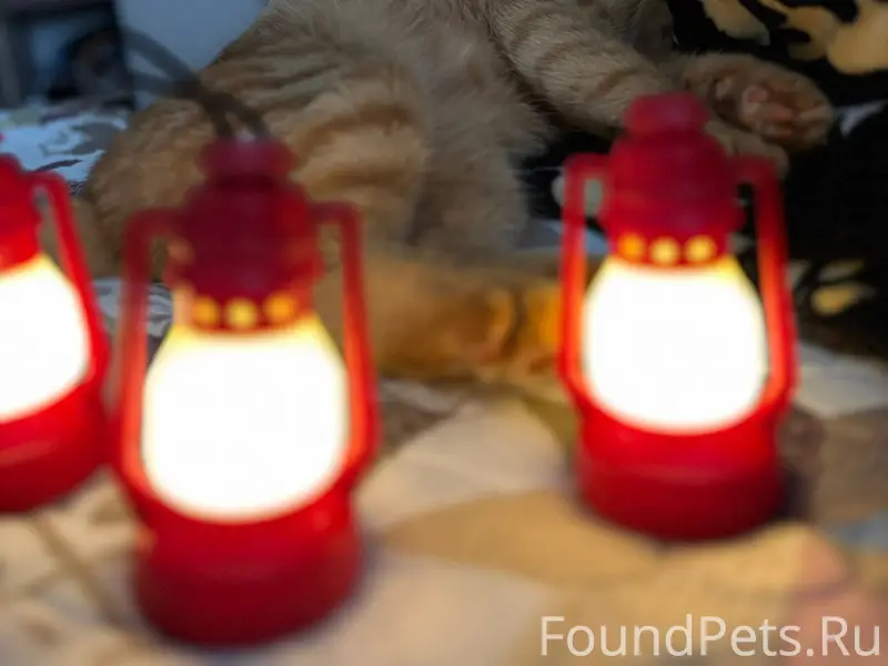 Пропал рыжий кот, с синим ошей...