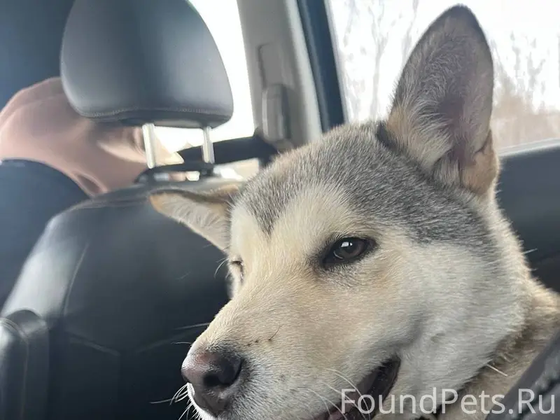 ПРОПАЛА СОБАКА просим сообщить...