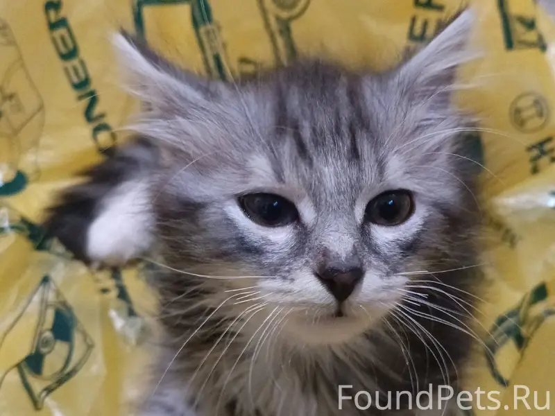 Сегодня в 15:30 пропал котёнок...