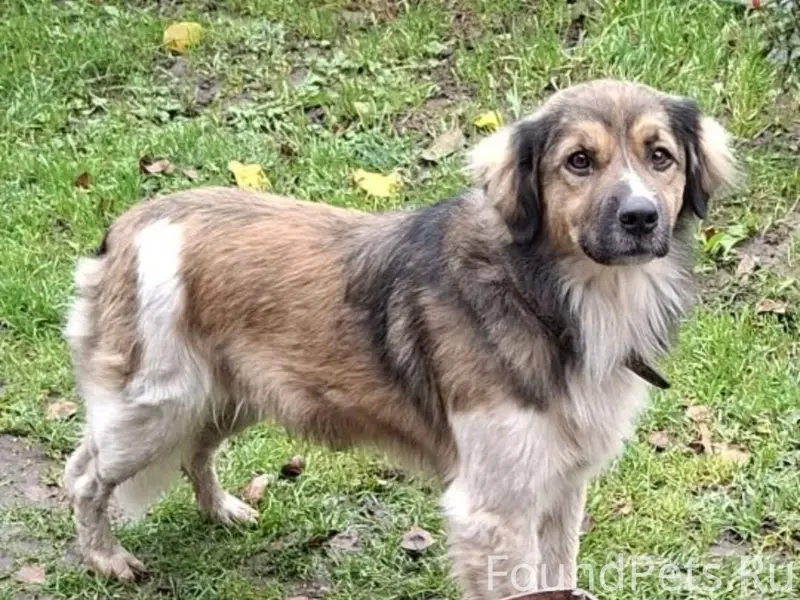 🆘🆘🆘 Заволжск! Пропал пёс, клич...