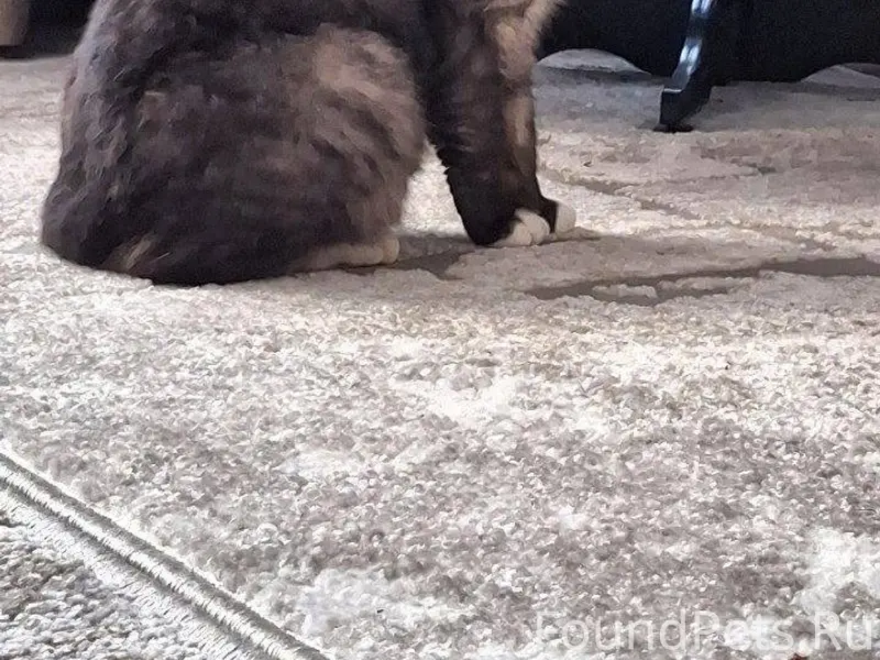 Здравствуйте! Пропал кот в рай...