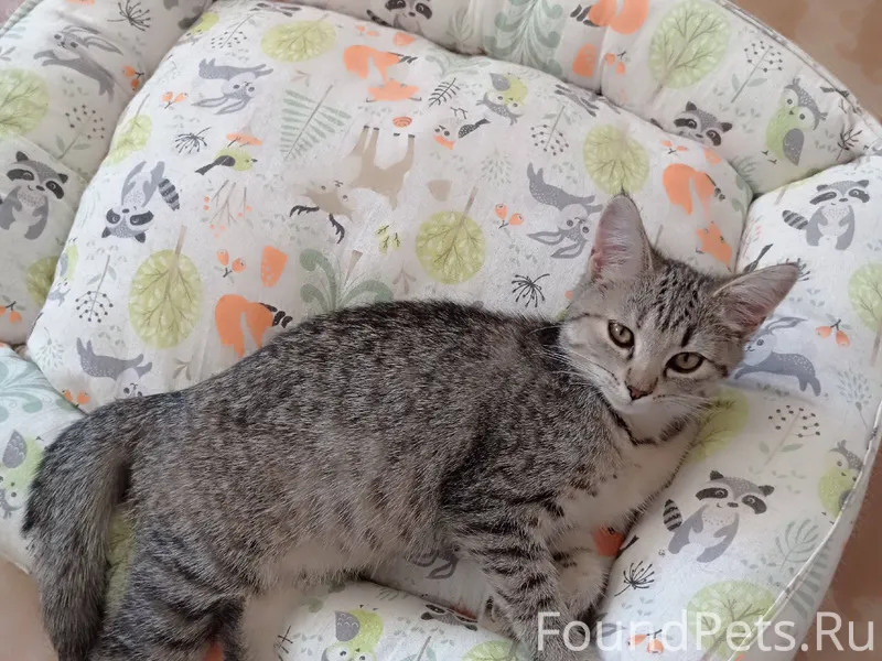 Пропала молоденькая кошка Васи...