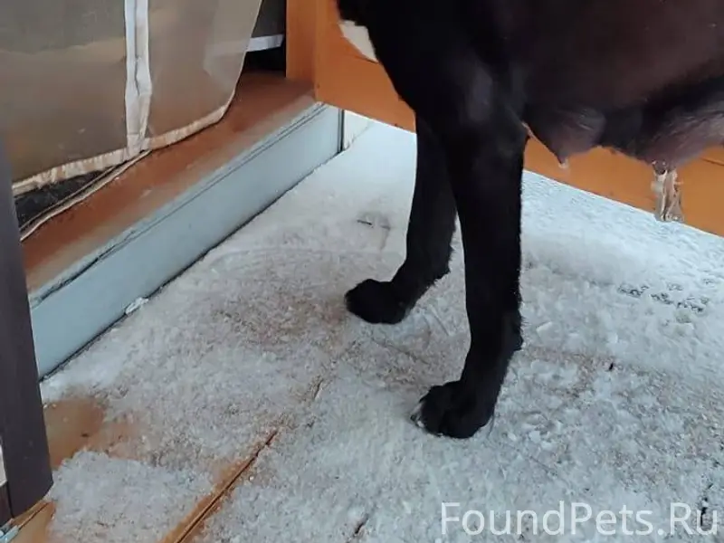 В Новосиньково найдена собака ...