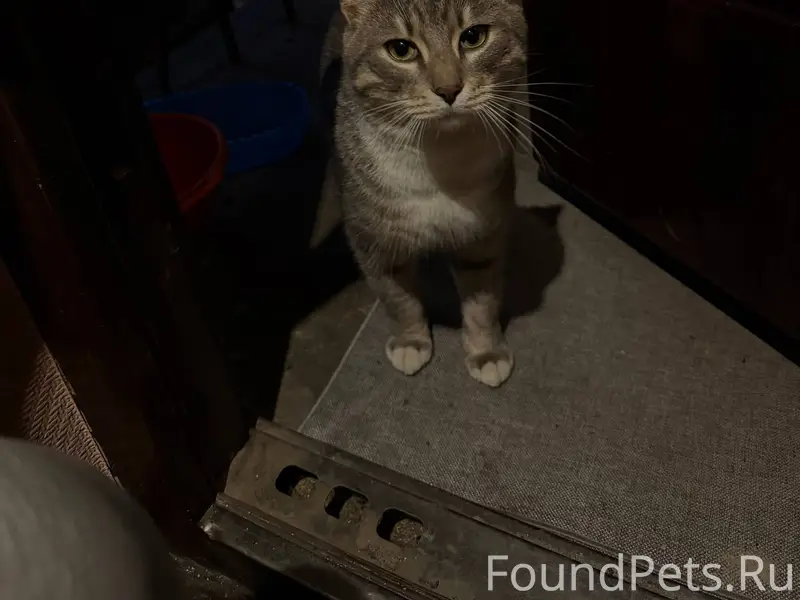 НАЙДЕН КОТ ПЕТРОЗАВОДСК Только...