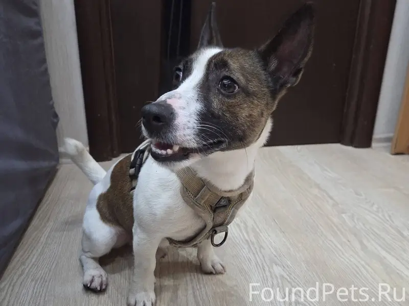 Потерялся пёс, очень ласковый ...