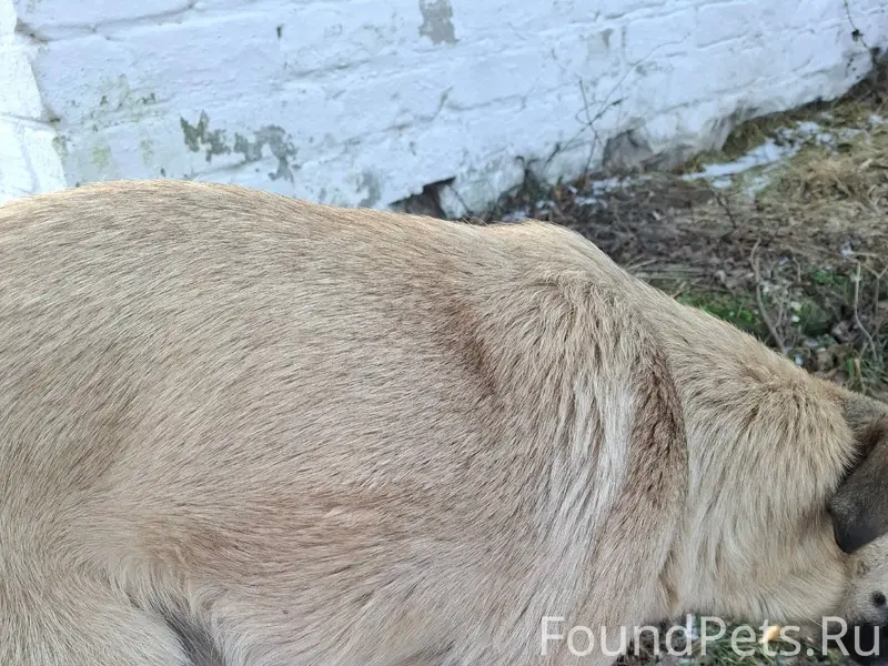 25.12. в районе ветклиники на....