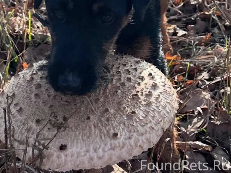 Вчера в районе х. Чапаевец пот...