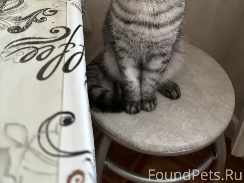 Пропал кот в районе Профсоюзно...