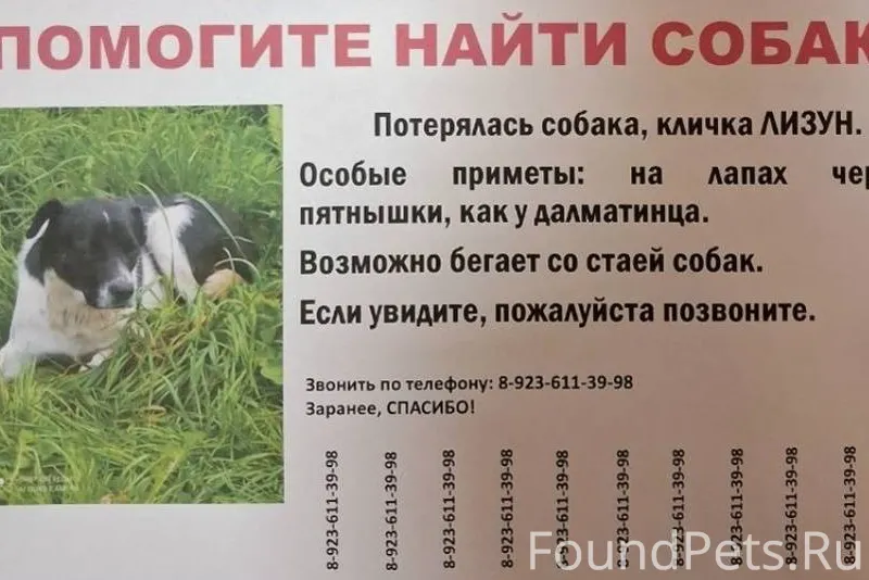 Потерялась собака, кабель. Кли...