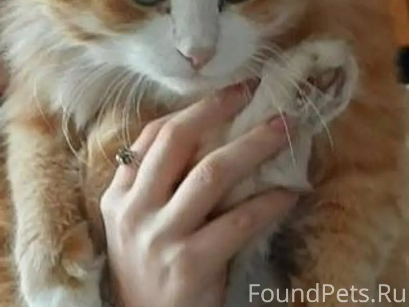 Пропал кот по клички Персик на...