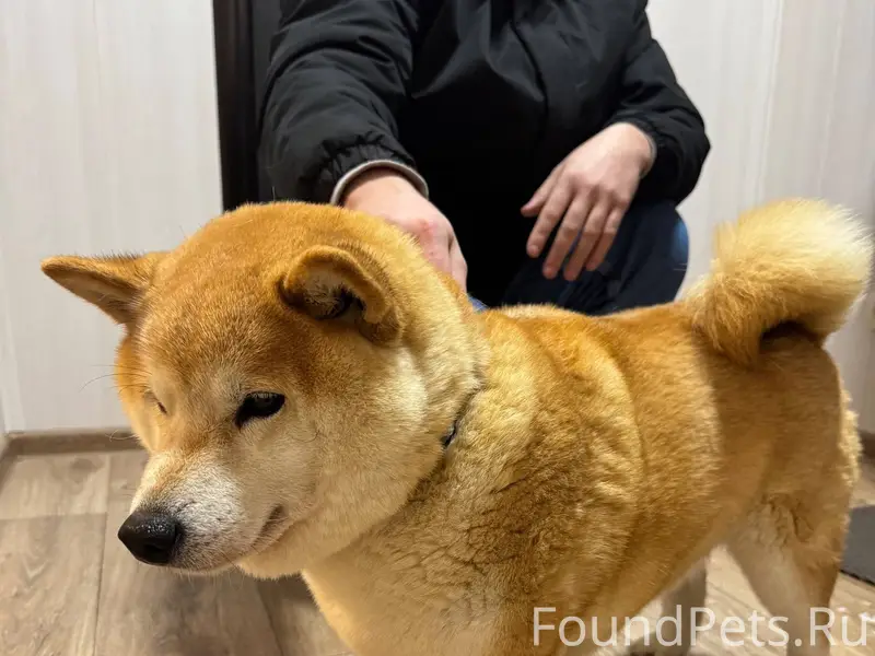 Добрый вечер. Была найдена соб...