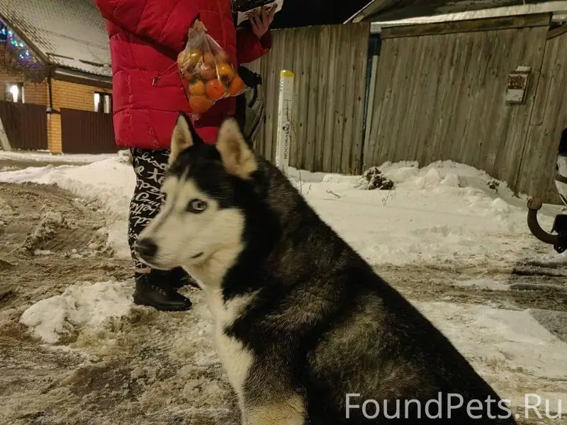 Потеряшка-хаски найдена в д. Г...