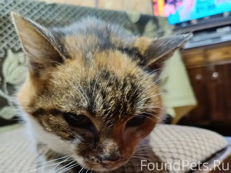 Найдена кошка в районе принарс...