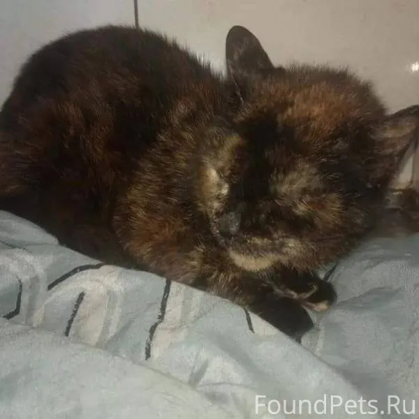 СИНДИ. Найдена с опухолью: под...