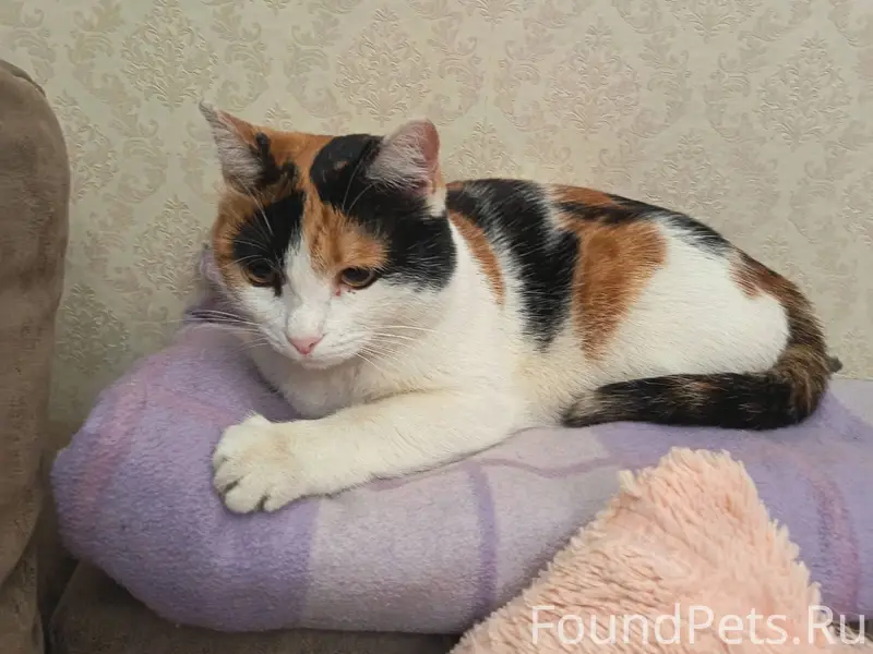 Надеюсь что это потеряшка! При...