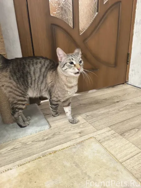 Найдена кошка на Латышских стр...