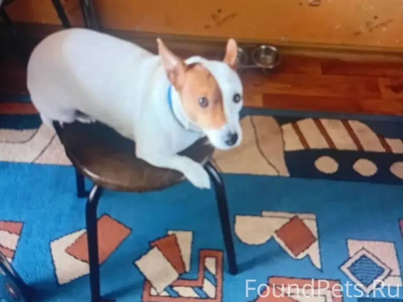 Ольга: Пропала собака, породы ...