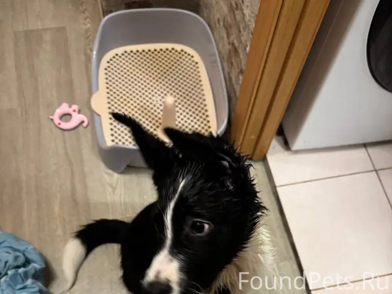 Найден щенок бордер колли, беж...