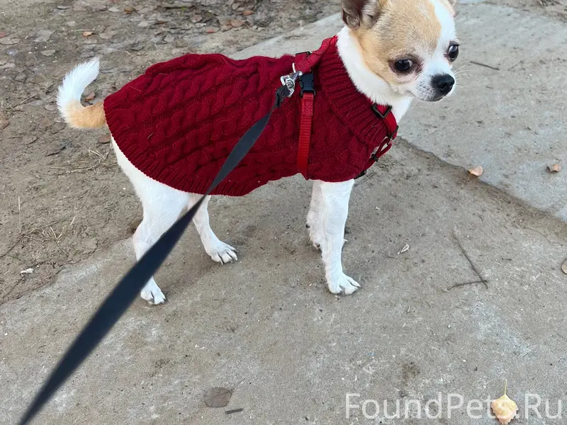 Пропала собака в районе вет.бо...