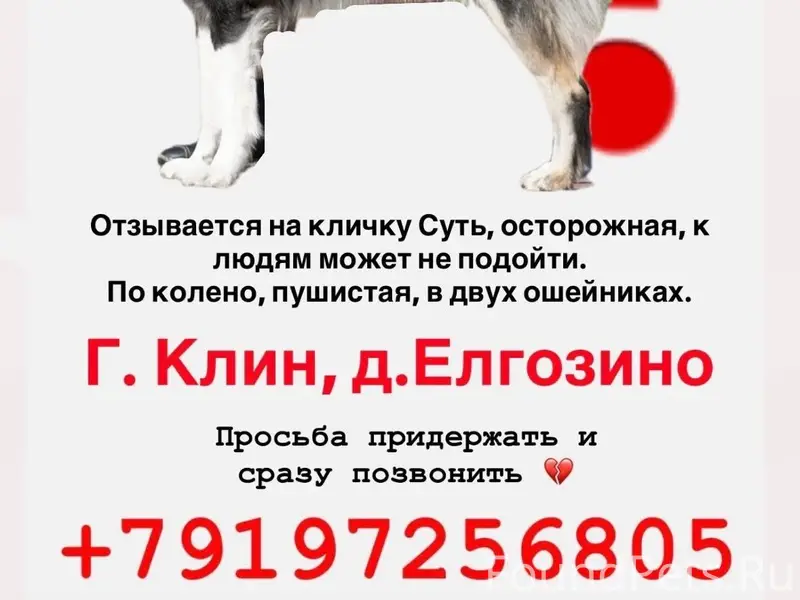 Потерялась собака! Посмотрите,...