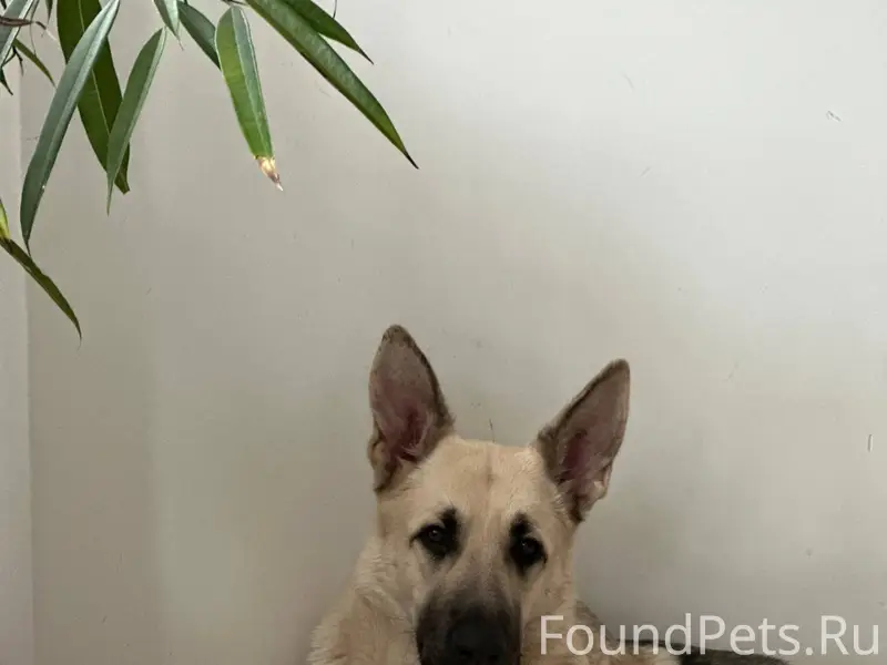 ‼️ПОТЕРЯЛАСЬ СОБАКА В ЛЕСУ‼️ Л...