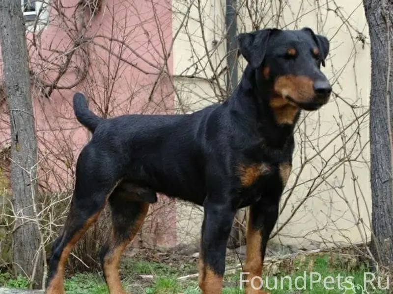 Убежала собака, вчера в районе...