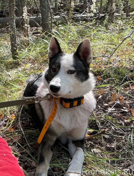 Пропала собака Лайка Район ста...