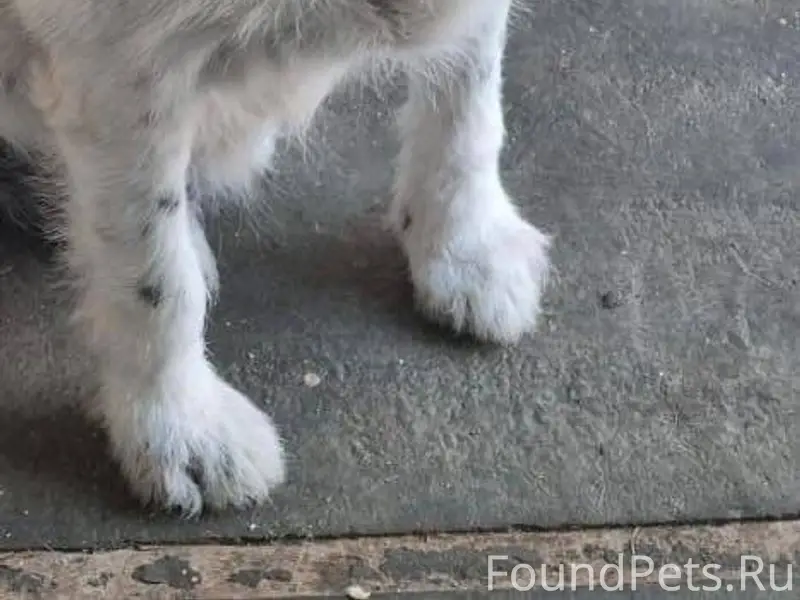 Пропала собака. Лабинск 27.12....