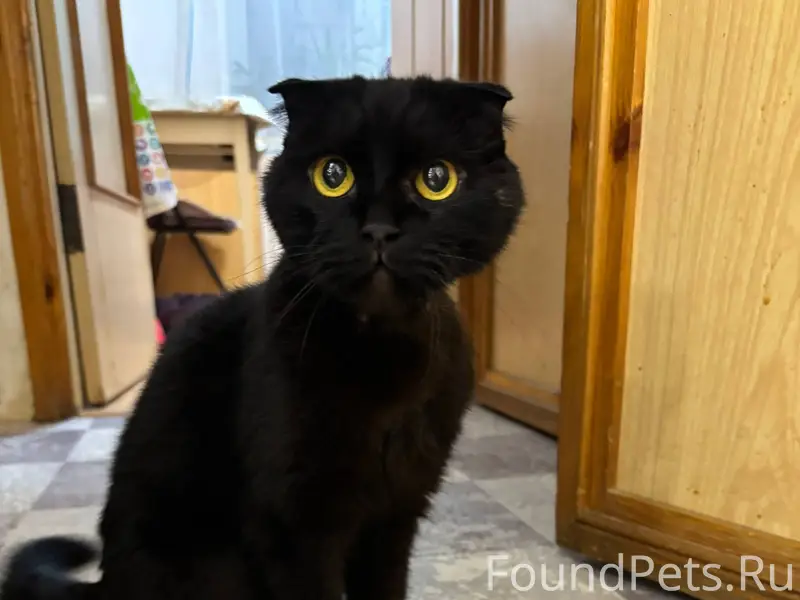 Найдена шотландская вислоухая ...