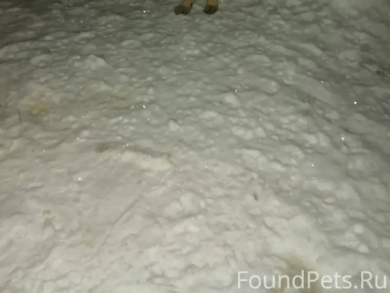 Найден пес,кобель в увельском ...