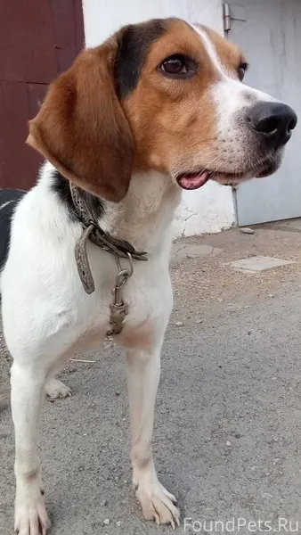 Потеряна 28.12.2025 охотничья ...