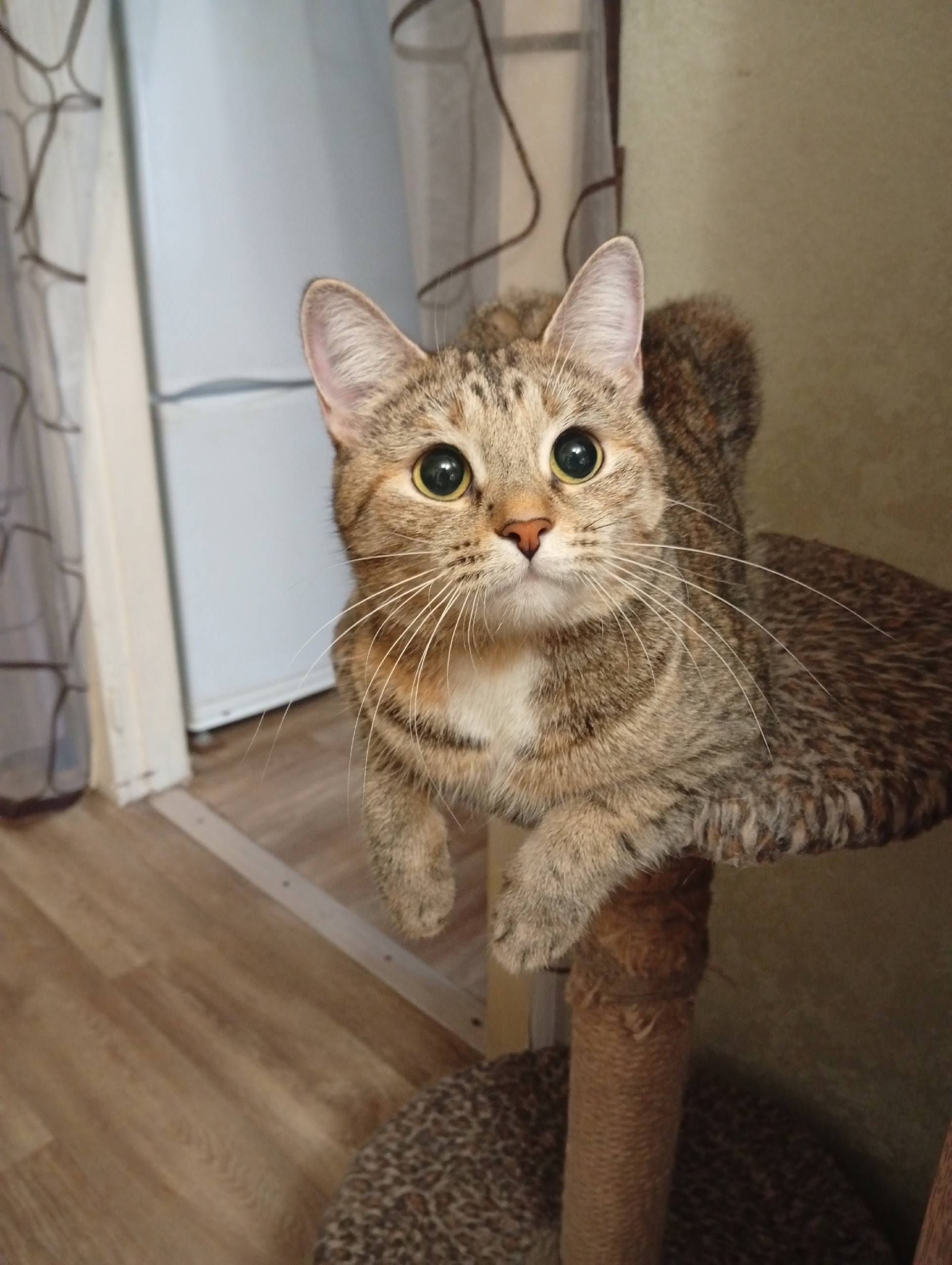 Пропала домашняя кошка 28.12.2...