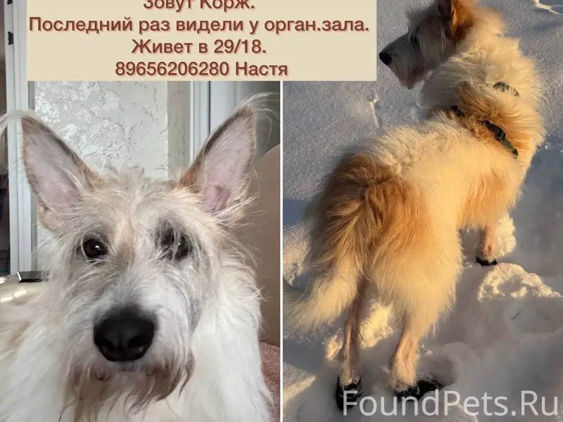 Потерялся пес в районе органно...