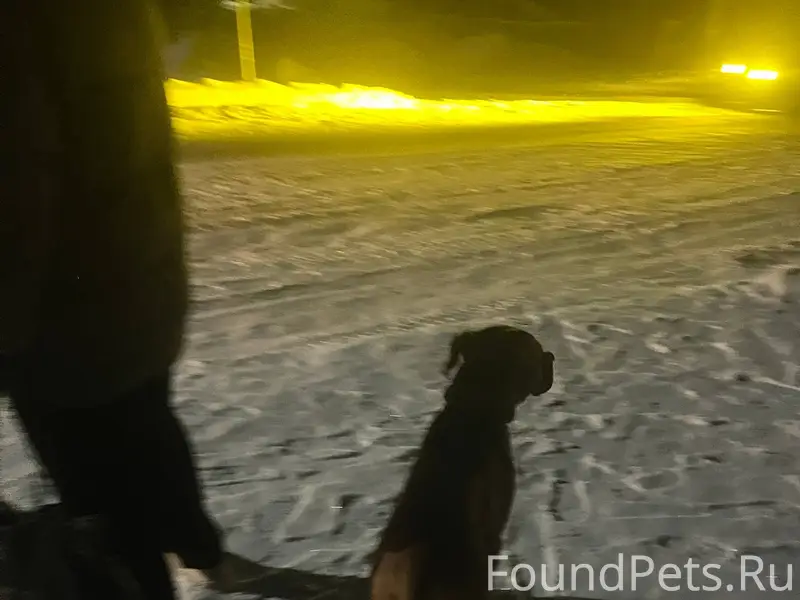 Ходит собака в районе Азина 90...