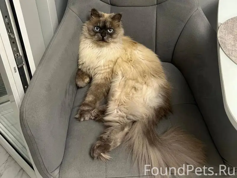 Пропал кот Лео! Помогите, пожа...