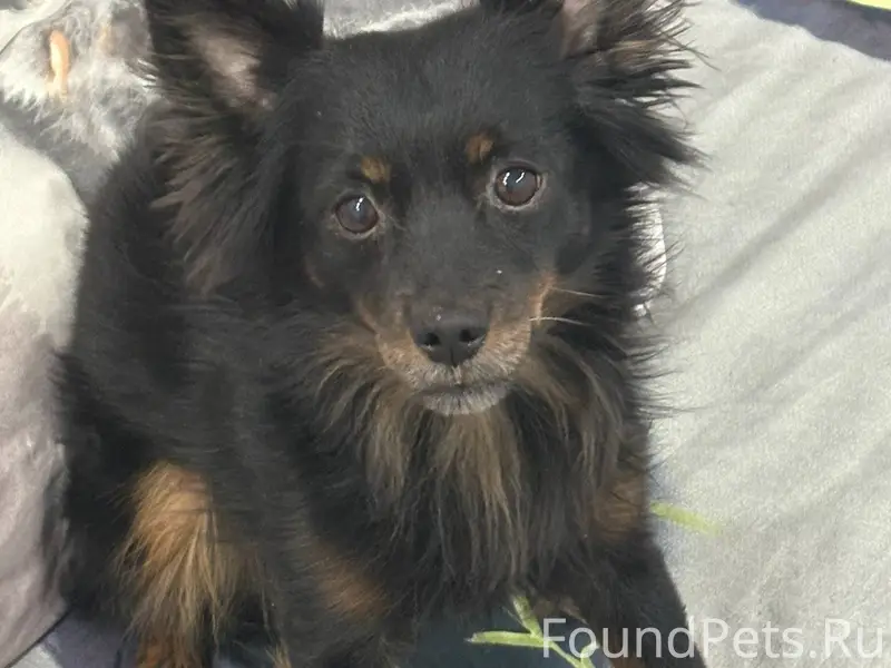 ВНИМАНИЕ! ПРОПАЛА СОБАКА! Его ...