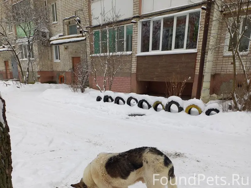 Город Павлово, ул. Тельмана. П...