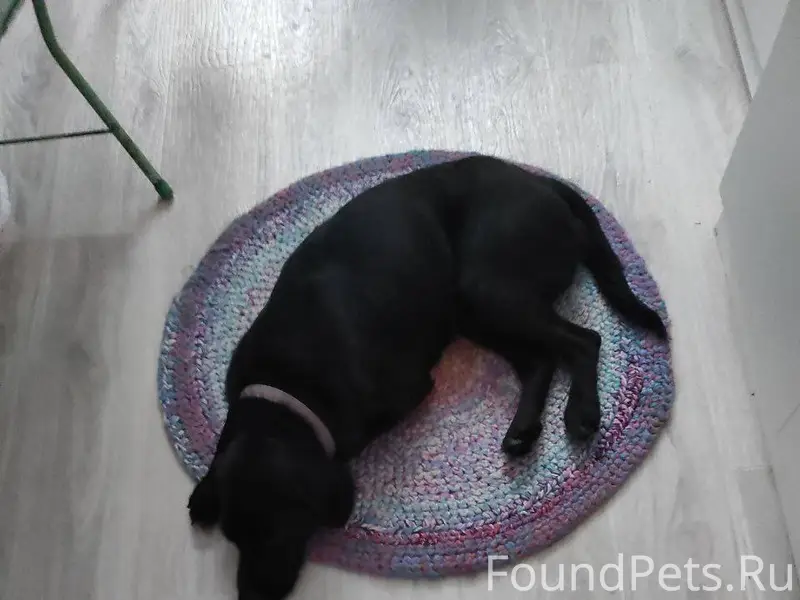 Найдена собака, с ошейником. Т...