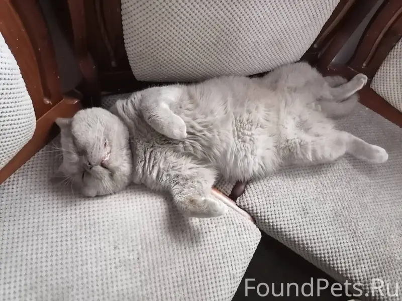 Пропал серый взрослый крупный ...