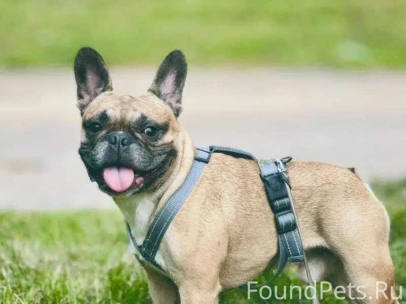 Потерялась собака, французский...