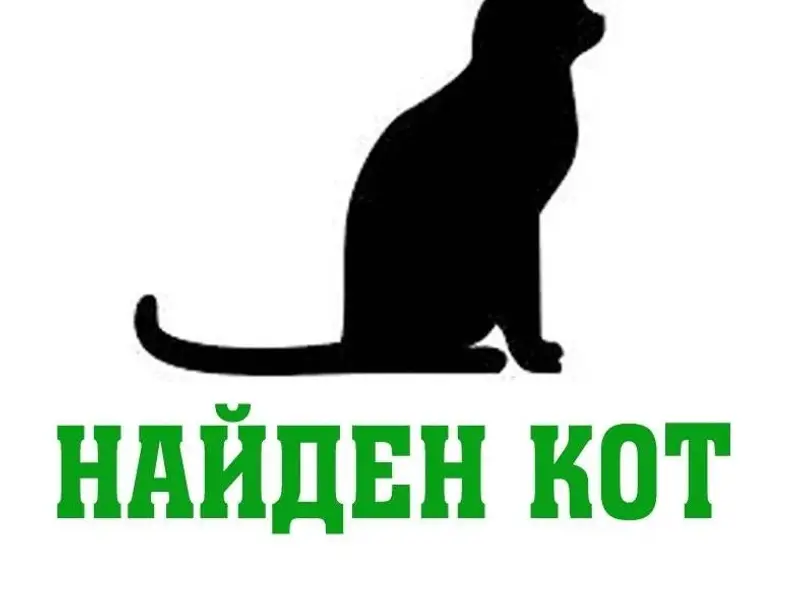 Срочно!!!!‼️ Найден кот с ошей...