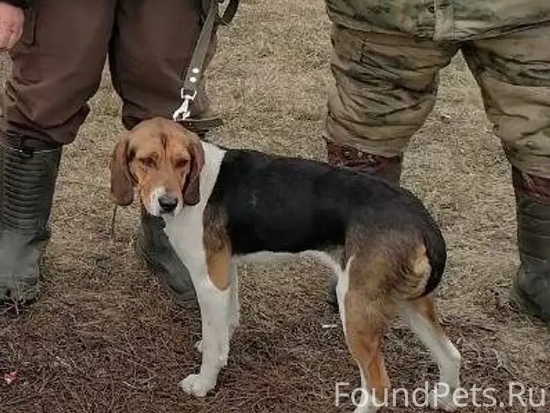 ‼️‼️Пропала собака. Эстонская ...
