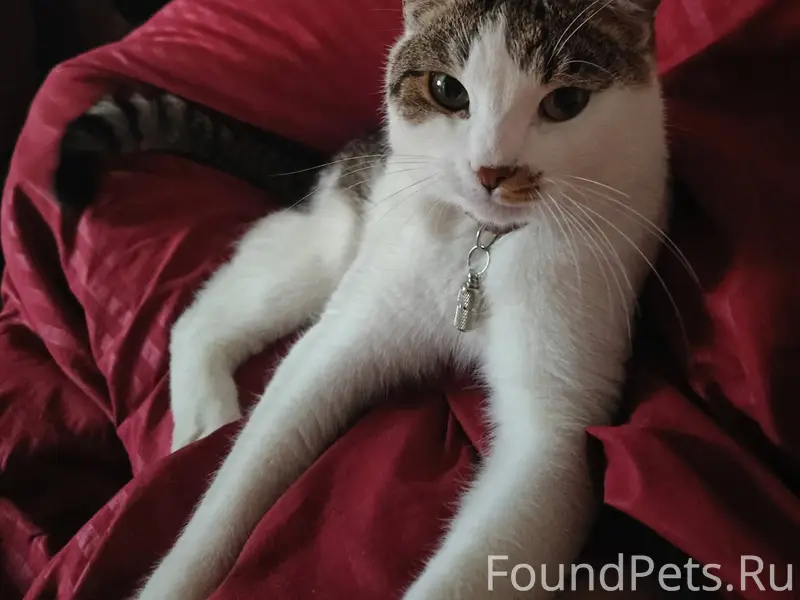 Пропал кот 27 декабря на улице...