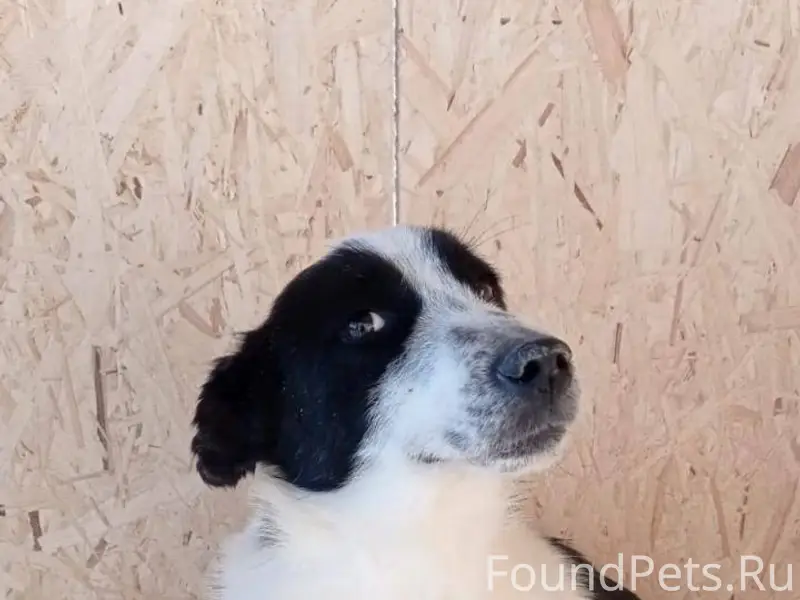 Помогите найти собаку ‼️ Пропа...