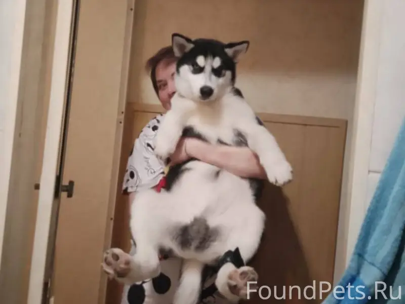 Пропала собака прошу пожалуйст...