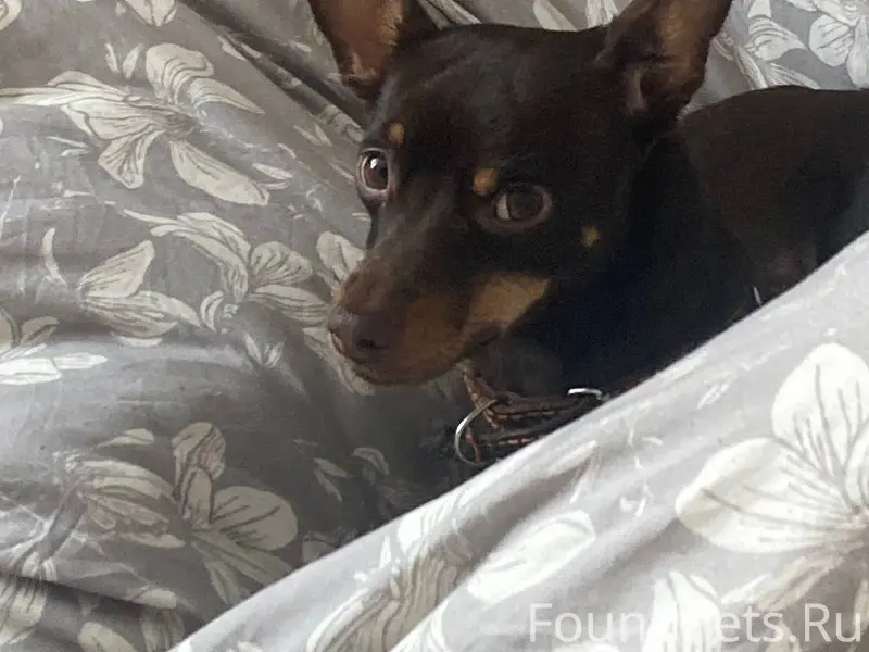 Пропал пес в районе ул.Мира...