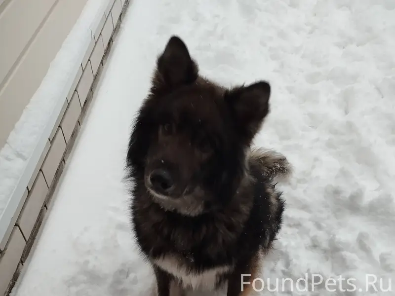 Здравствуйте, чья собака трети...